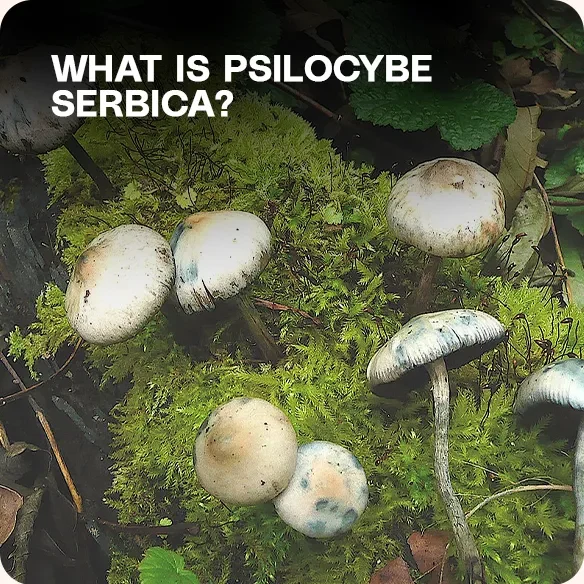 Psilocybe serbica mushrooms growing on mossy forest ground – identification and psychoactive properties.
