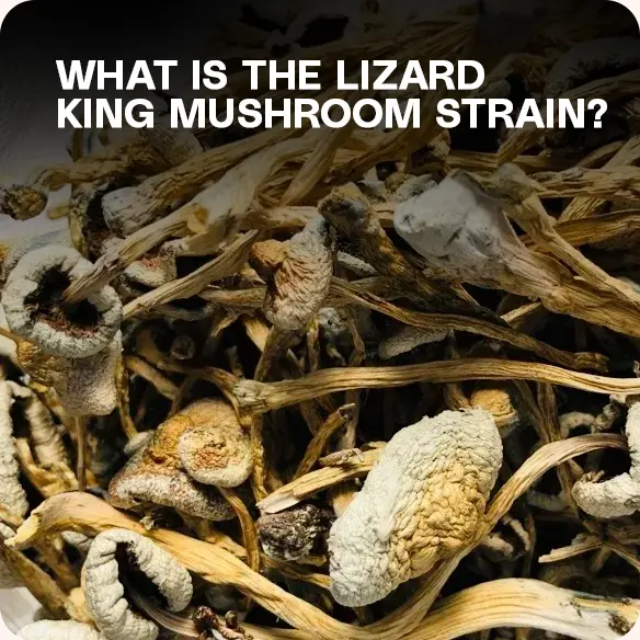 Lizard King Mushrooms