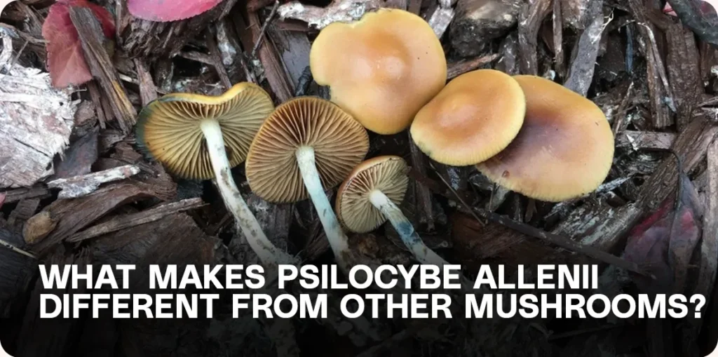 Several Psilocybe allenii mushrooms with smooth tan-brown caps and dark gills lying on mulch — highlighting key visual traits that differentiate them from similar species like Psilocybe cyanescens