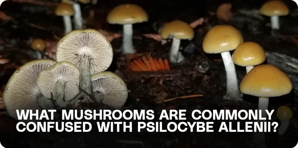 Side-by-side comparison of Psilocybe allenii and its common look-alikes, showing visual similarities that cause misidentification in wild mushroom foraging.
