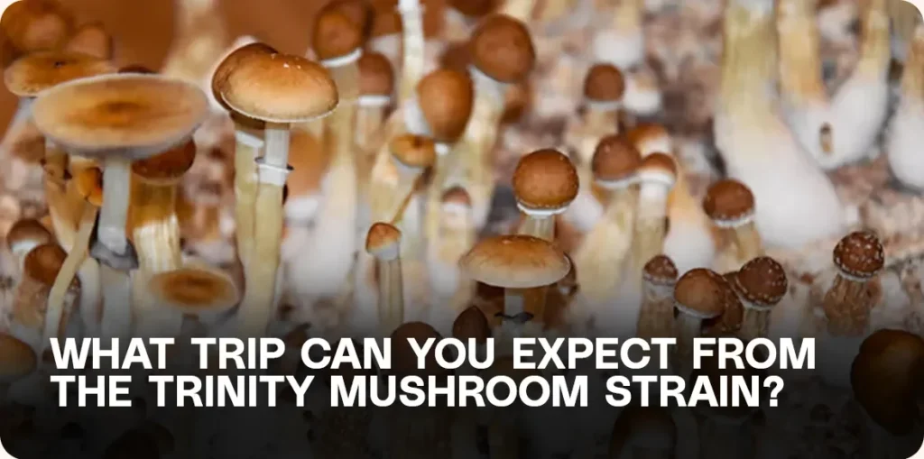 Cluster of Trinity mushrooms – visualizing the psychedelic trip experience and expected effects