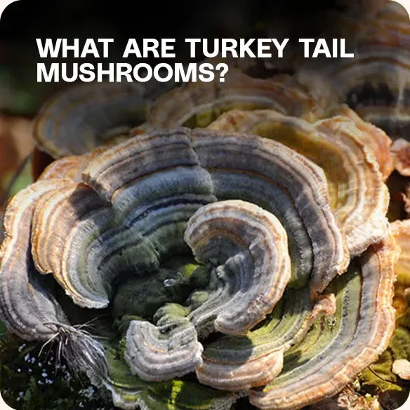 Close-up of colorful Turkey Tail mushrooms (Trametes versicolor) growing on wood — known for immune-boosting medicinal properties