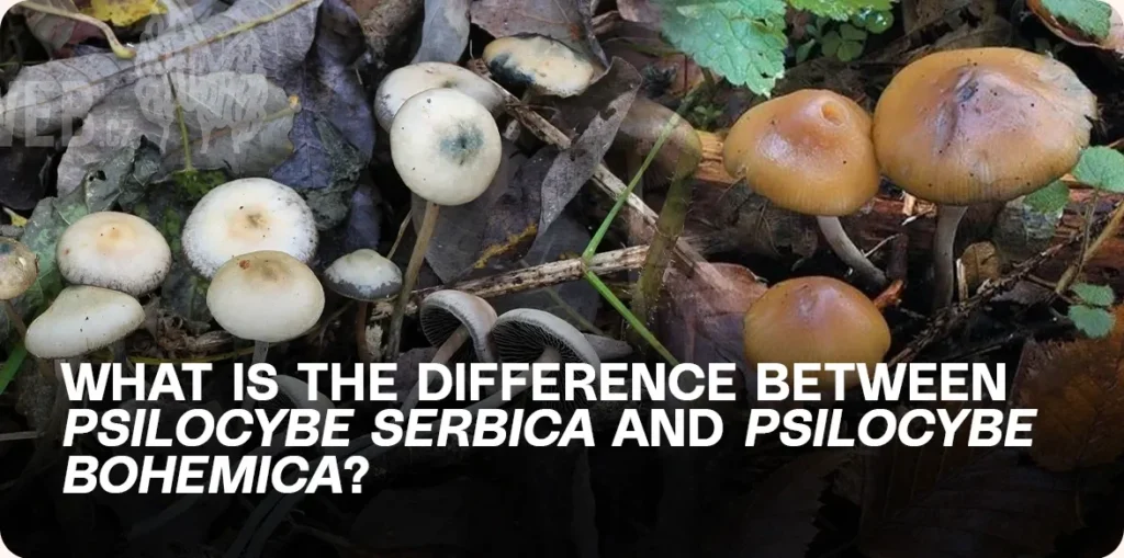 Psilocybe serbica vs Psilocybe bohemica – visual comparison of two psychedelic mushroom species in natural habitat.