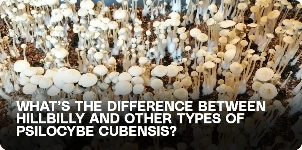 Hillbilly mushrooms versus other Psilocybe cubensis strains – visual guide to identify differences in size and cap shape.