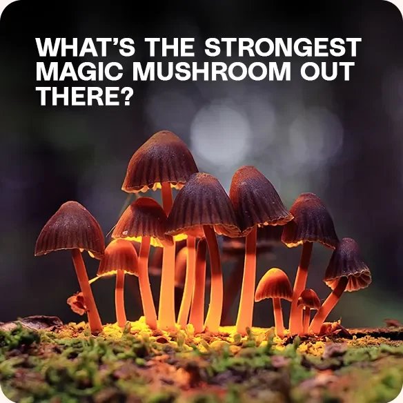Cluster of potent psilocybin mushrooms representing the strongest magic mushroom strains in nature