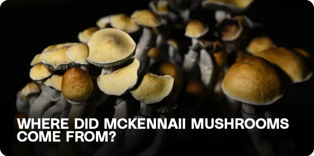 Cluster of McKennaii mushrooms with tan caps and white stems, featured in a visual exploring the mysterious origins of the strain.
