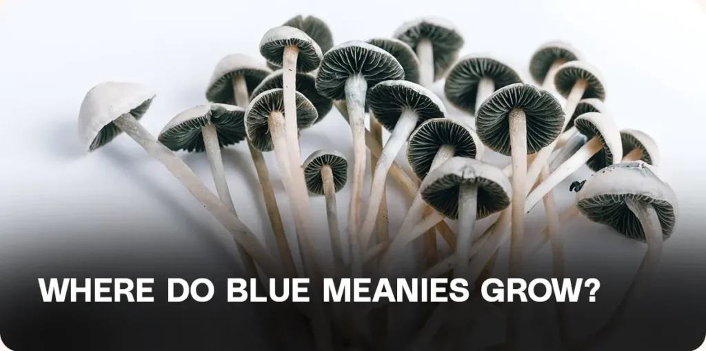 Cluster of Blue Meanie mushrooms growing in dense formation, representing typical habitat and growth patterns of Panaeolus cyanescens.