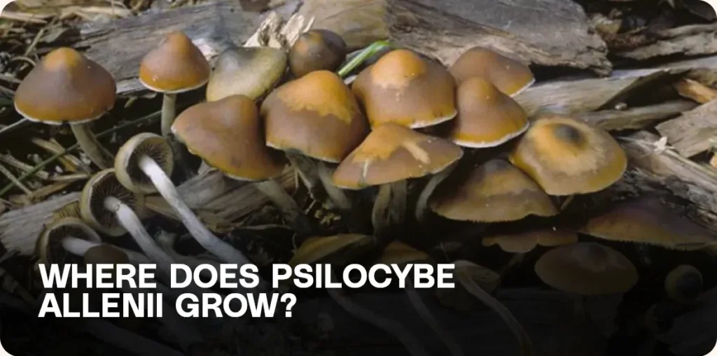 Cluster of Psilocybe allenii mushrooms growing from wood chips and mulch — showing their preferred urban habitat and natural growth environment.