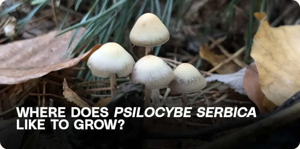Psilocybe serbica mushrooms growing in leaf litter and forest floor – natural habitat and growth conditions