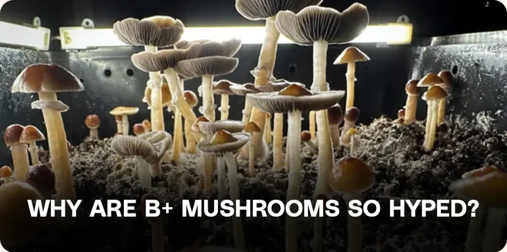 Indoor grow setup showing a dense cluster of tall B+ mushrooms with light brown caps — illustrating why this strain is popular among beginners and home cultivators.