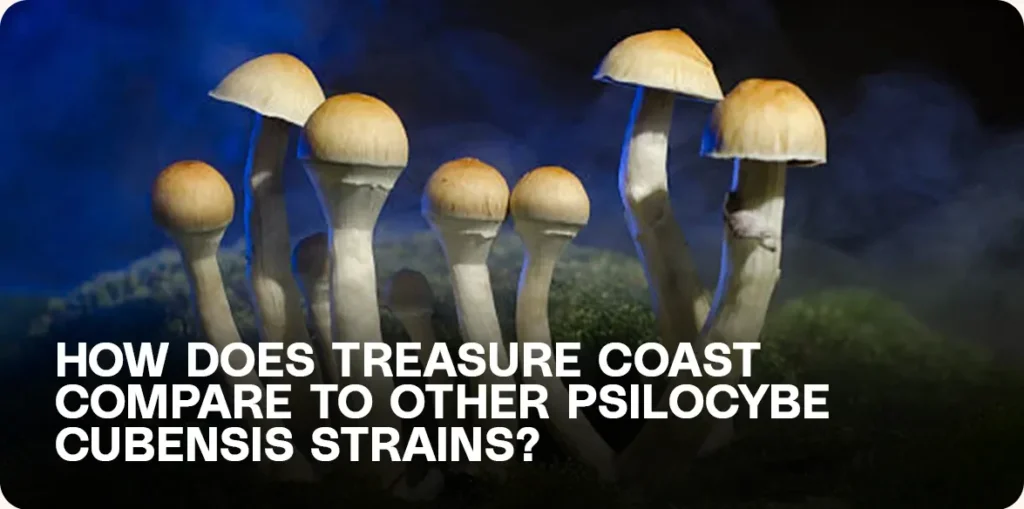 Comparison of Treasure Coast mushrooms with other Psilocybe cubensis strains like Golden Teacher, Trinity, and Hillbilly – side-by-side mushroom visuals