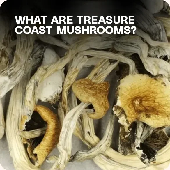 Dried Treasure Coast mushrooms with golden caps and twisted stems – Psilocybe cubensis strain known for moderate potency and leucistic traits
