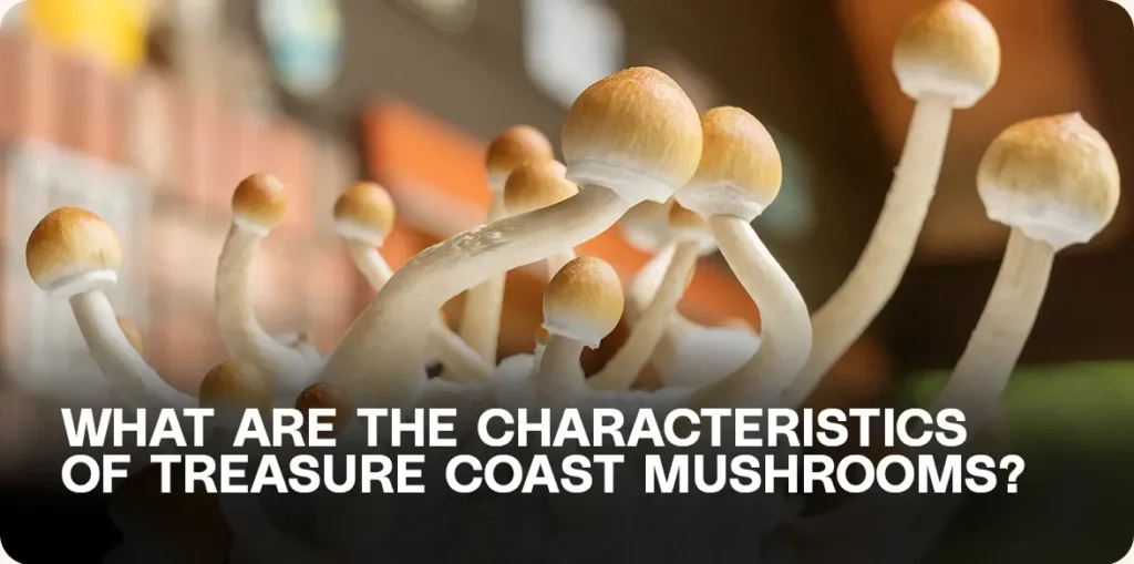 Close-up of Treasure Coast mushrooms showing cap color, stem shape, and leucistic variation — key identification features of Psilocybe cubensis strains