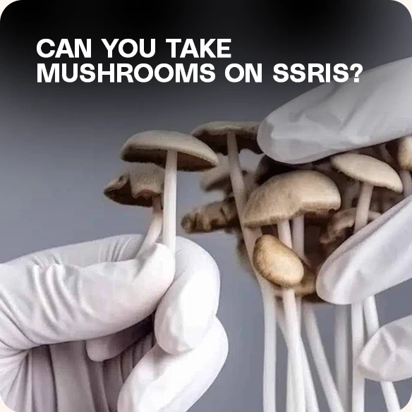 Magic Mushrooms on SSRIS