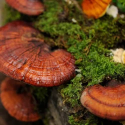 reishi